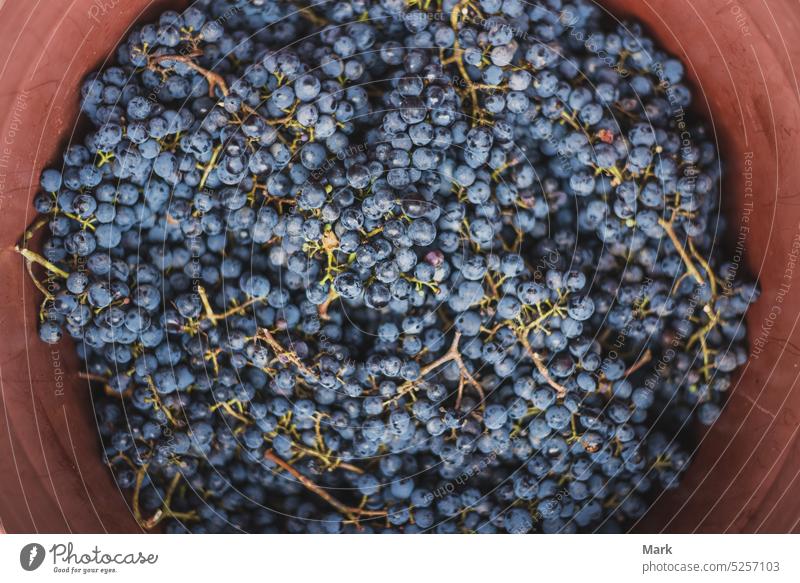 Eimer mit Trauben bei der Weinlese im Weinberg Frucht Lebensmittel Cabernet Keller Weinbau Ernte Weingut Ackerbau blau rote Weintrauben Kultur altehrwürdig reif