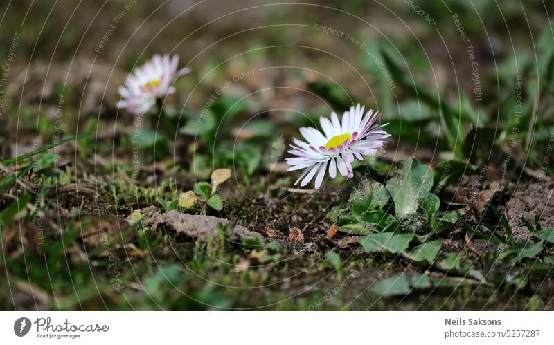 Gänseblümchen (Bellis perennis) auf dem Boden, im Frühling. schön Blüte Nahaufnahme farbenfroh allgemein gewöhnliches Gänseblümchen Margeriten detailliert Feld