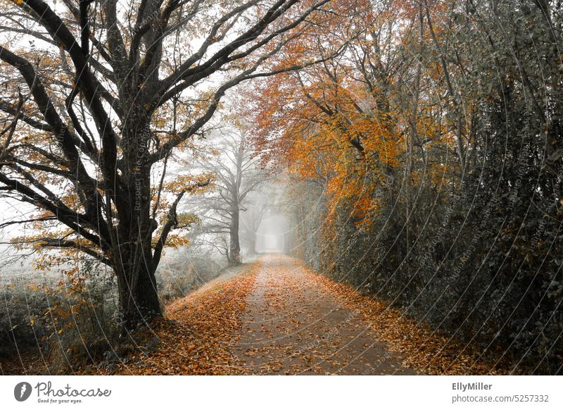 Herbstlicher Weg im Nebel. herbstlich Laub Herbstlaub Herbststimmung Herbstfärbung Natur Jahreszeiten Herbstfarben Vergänglichkeit Herbstsaison Außenaufnahme