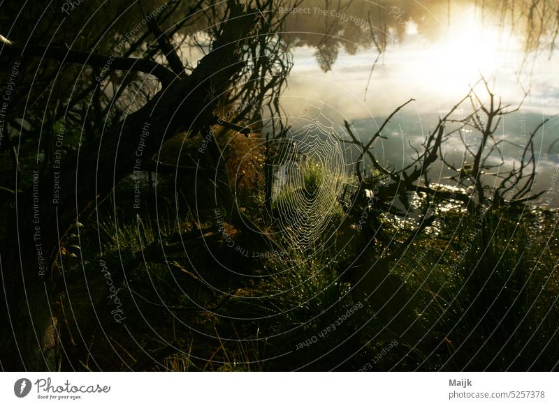 Moor Natur Moorland Außenaufnahme Spinnennetz grün Tag Farbfoto Sonnenaufgang Holz Umwelt Menschenleer Wassertropfen Wald Spiegelung im Wasser natürlich nass