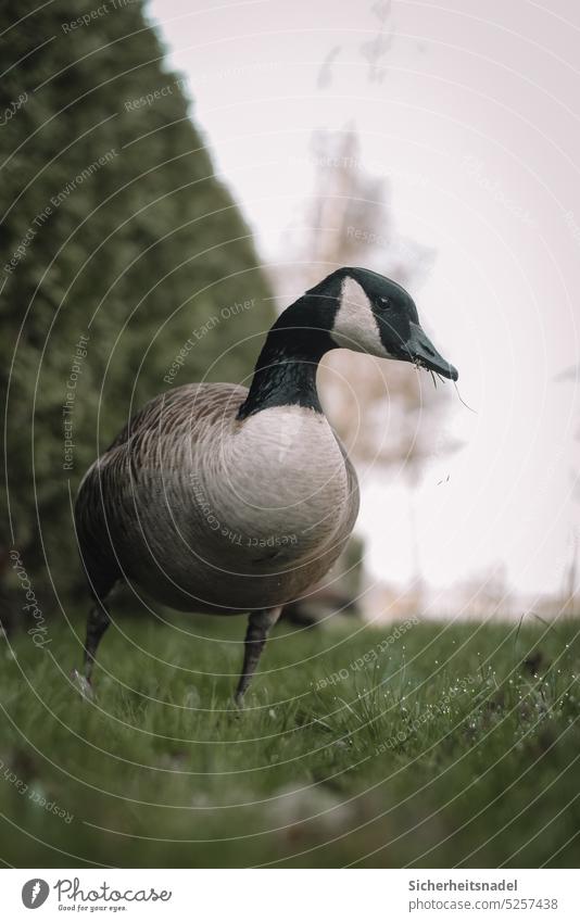 Kanadagans isst Gras Wildtier Gans Geflügel Tier Außenaufnahme Tierporträt Natur Menschenleer Vogel Federvieh Schnabel