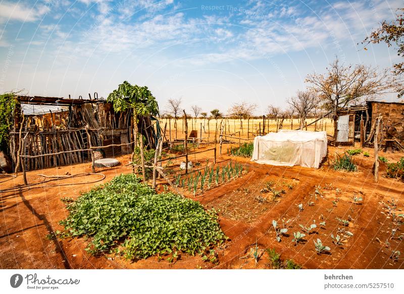kleine oase Nahrungsmittel Gemüsegarten Natur Wärme reisen Fernweh Abenteuer Ferien & Urlaub & Reisen besonders Pflanze Garten Namibia Afrika Damaraland Leben