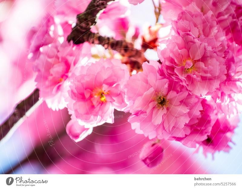so ist frühling! prächtig leuchtend Blühend blütenpracht Pracht prachtvoll Zierkirsche Kirsche rosa Garten Blütenblätter Blütenblatt Natur zart Außenaufnahme