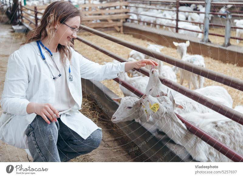 Junge Tierärztin, die eine Ziege auf einer Ranch untersucht. Das Tier mag die Hände der Frau Veterinär Krankheit Pflege Tierarzt Medizin Behandlung medizinisch