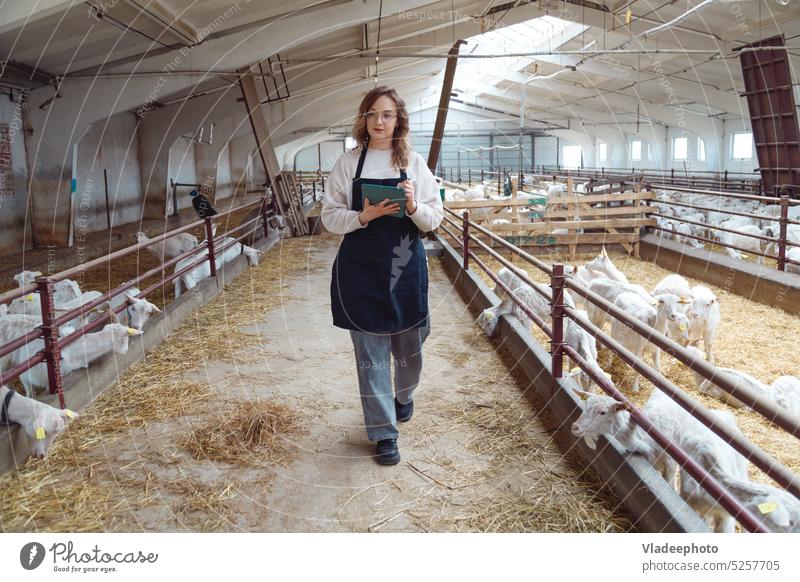 Studentin arbeitet im Stall mit Vieh, elektronisches Tablet in den Händen Besitzer Frau Bauernhof Viehbestand Verkaufswagen Baracke Tablette