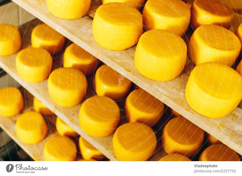 Eine Fülle von Ziegenkäseköpfen in Regalen, die auf dem Käsebetrieb zur Reifung aufgestellt sind Molkerei Produkt melken Bauernhof gelb Industrie Stapel rund
