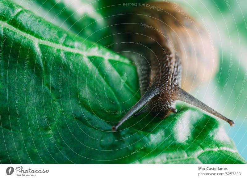 Schnecke, die auf einem grünen Mangoldblatt kriecht, Nahaufnahme. Riesenglanzschnecke Gastropode mallusk Weichtier Panzer Blatt klein Natur Pflanze Tier Makro