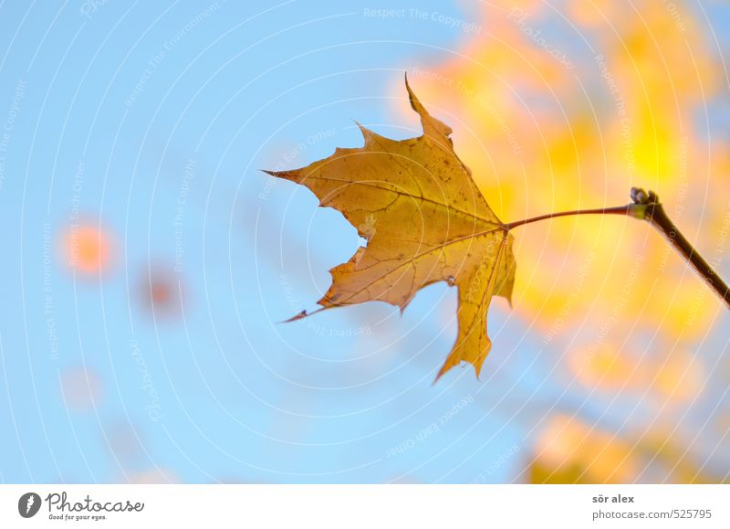 jährlicher Rhythmus Umwelt Natur Pflanze Himmel Herbst Klima Schönes Wetter Blatt Ahornblatt gelb orange Ausdauer standhaft Sehnsucht Einsamkeit Erschöpfung