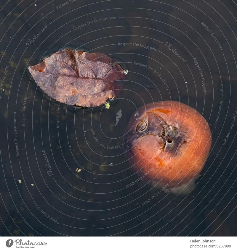 Apfel und Blatt in Wasser Herbst fliegend Brunnen noch Stillleben Natur braun orange ruhen Verwesung Frucht malerisch Windstille friedlich dunkel