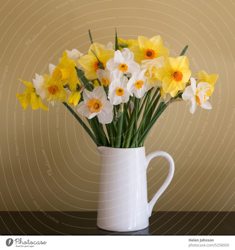 Eine Vase mit Narzissen und Narzissen Frühling Blumen Frühlingsblumen Frühjahrsputz Schönheit Einfachheit Reflexion & Spiegelung Meditation gelb weiß