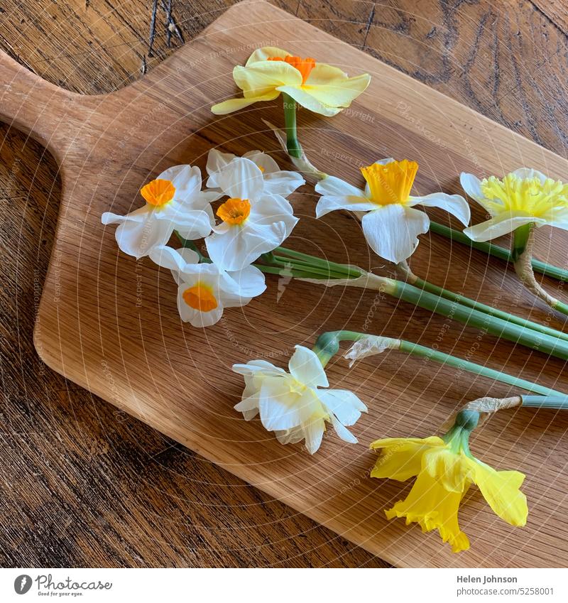 Narzissen und Narcissus auf einem Holzbrett Frühling Frühlingsblumen Blumen Leben Hoffnung heiter Servierbrett weiß gelb Natur natürlich Frühlingsangebot