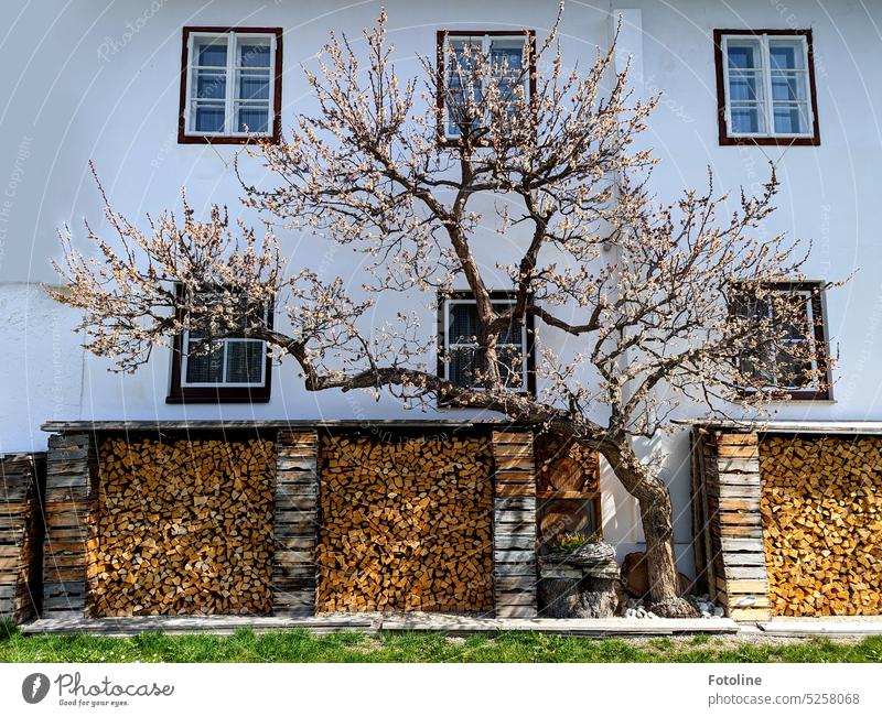Ich ging in Österreich spazieren und plötzlich stand ich vor diesem Haus mit ordentlich Holz vor der Hütte und diesem perfekten Baum in seinem Blütenkleid. Ein Traum!