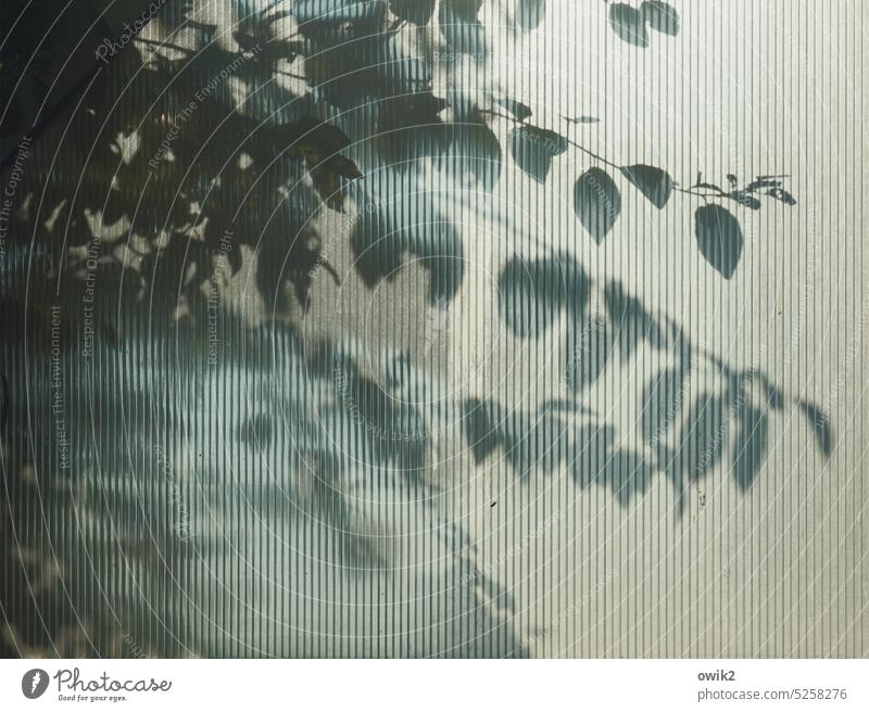 Andeutungsweise Schattenspiel Glaswand Zweige Blätter schemenhaft durchscheinend Strukturglas Detailaufnahme Menschenleer Farbfoto Strukturen & Formen