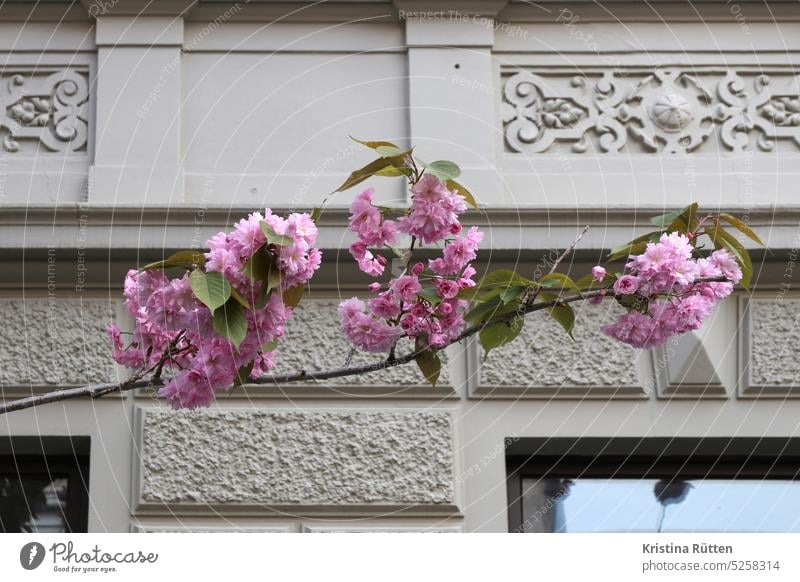 kirschblüte und hausfassade kirschblüten architektur gebäude altbau historisch kirschbaum frühling blühen rosa jahreszeit frühjahr zierkirschen urban stadt