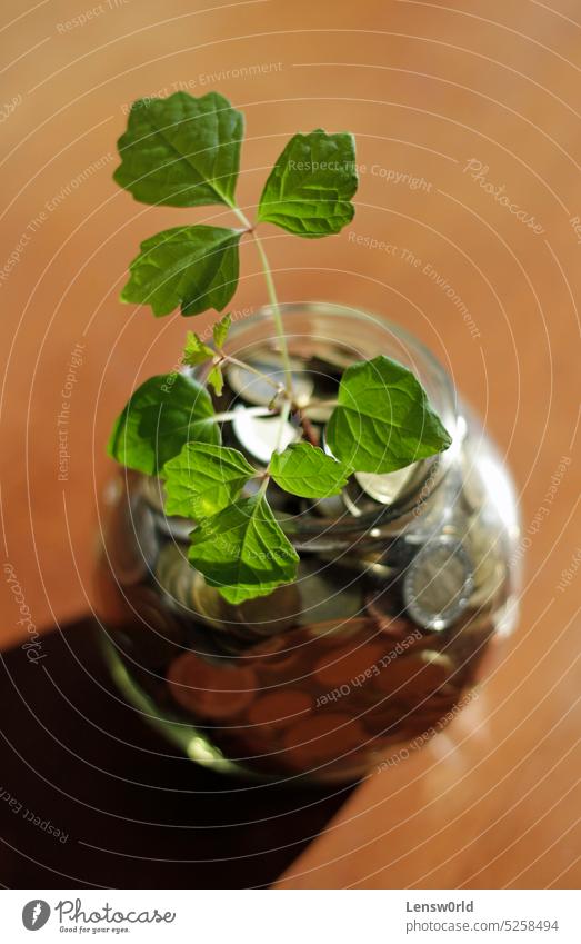 Nachhaltiger Geschäftserfolg - eine Pflanze wächst aus einem mit Geld gefüllten Glasgefäß Kontor Hintergrund Business Wirtschaft Wachstum investieren