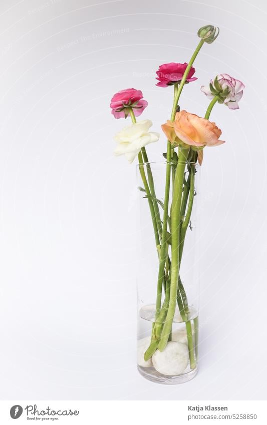 Eine durchsichtige Vase mit den bunten Blumen im weißen Hintergrund Glasvase Farbfoto Menschenleer Blühend Frühling grün Blumenstrauß Dekoration & Verzierung