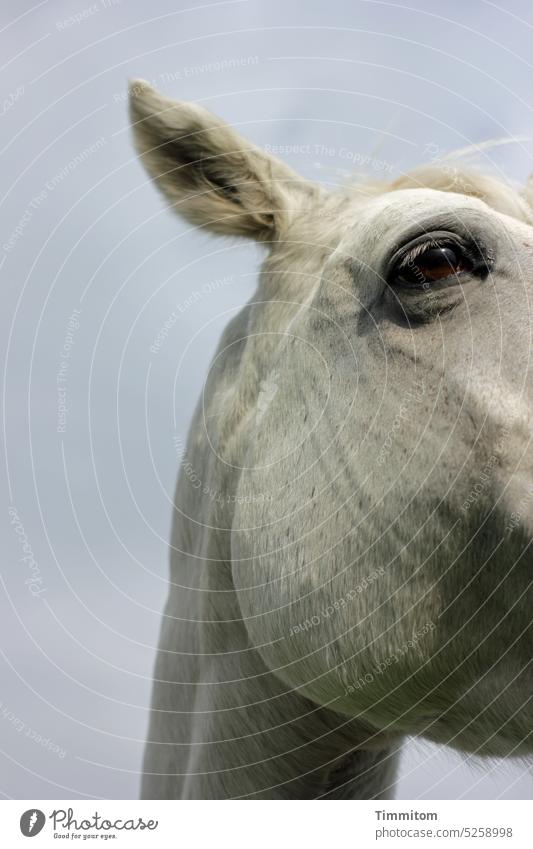 Ein großes Tier Pferd Kopf Ohr Auge Hals Fell Teilansicht Himmel Blick Tierporträt 1