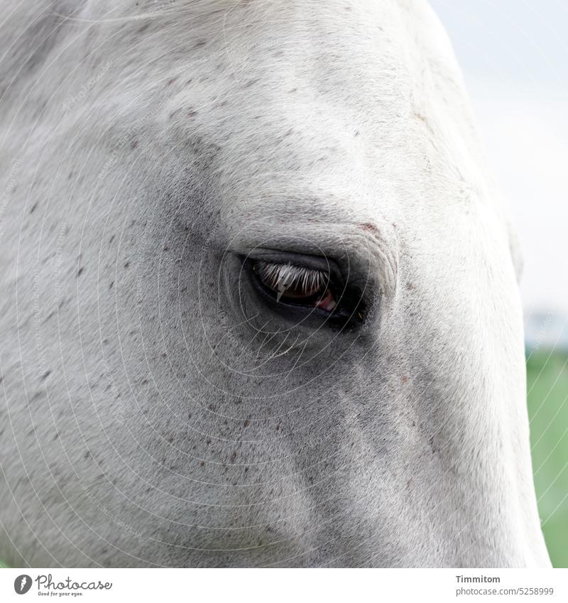 Samtauge 1 Tierporträt Blick Teilansicht Fell Auge Kopf Pferd Wimpern Himmel Wiese Außenaufnahme Nahaufnahme Menschenleer ruhig sanft Nähe Schimmel