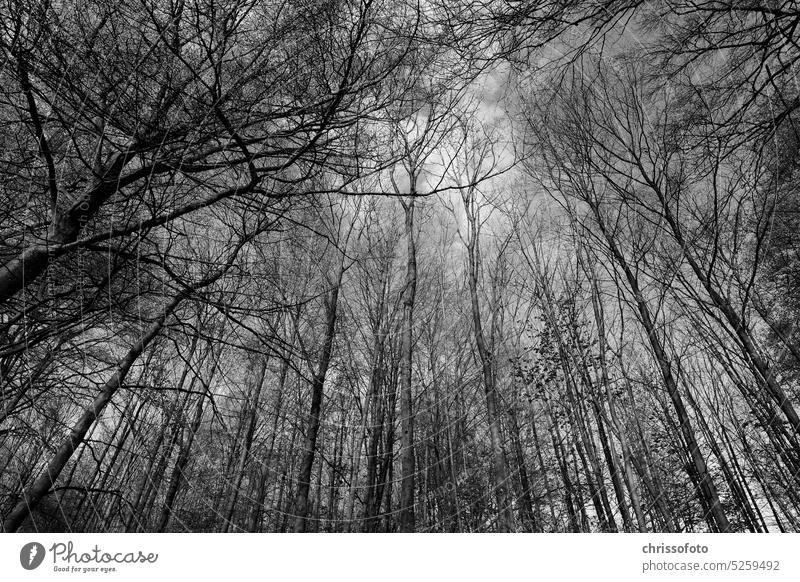 Waldleben natur Himmel Schwarzweißfoto kreativ ungenau undurchsichtig überblick baum