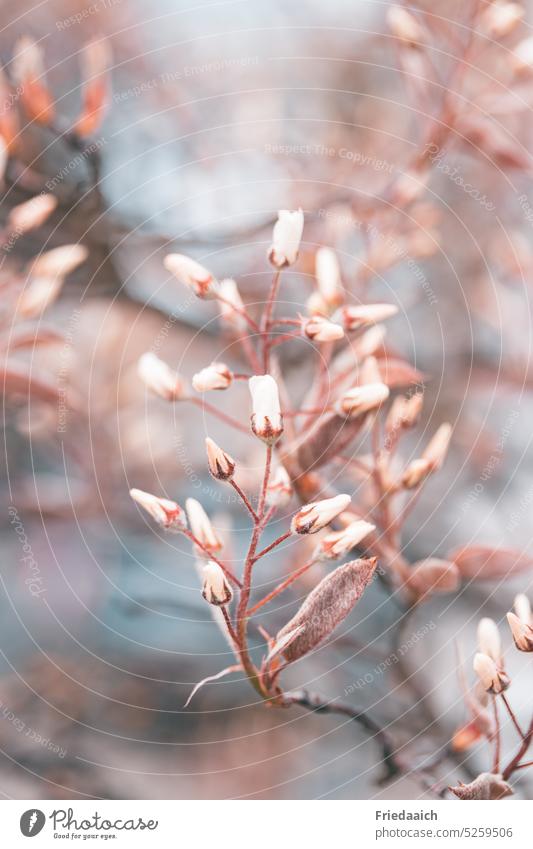 Zweig einer Kupfer-Felsenbirne mit noch geschlossenen Blüten Blütenknospen Blütenpflanze blütenstrauch Frühling Natur Pflanze Farbfoto Nahaufnahme Blühend