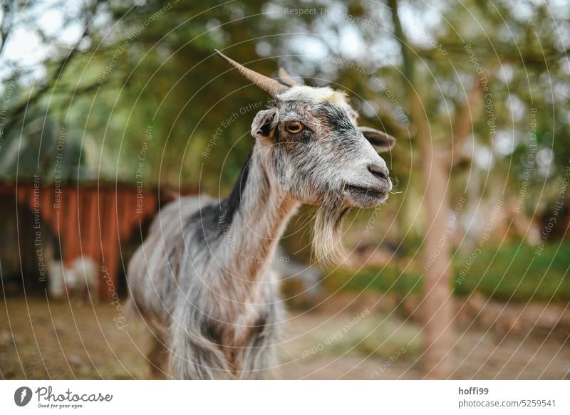 Blickkontakt mit einer Ziege Nutztier Tierporträt Tiergesicht Fell Neugier Außenaufnahme Blick in die Kamera