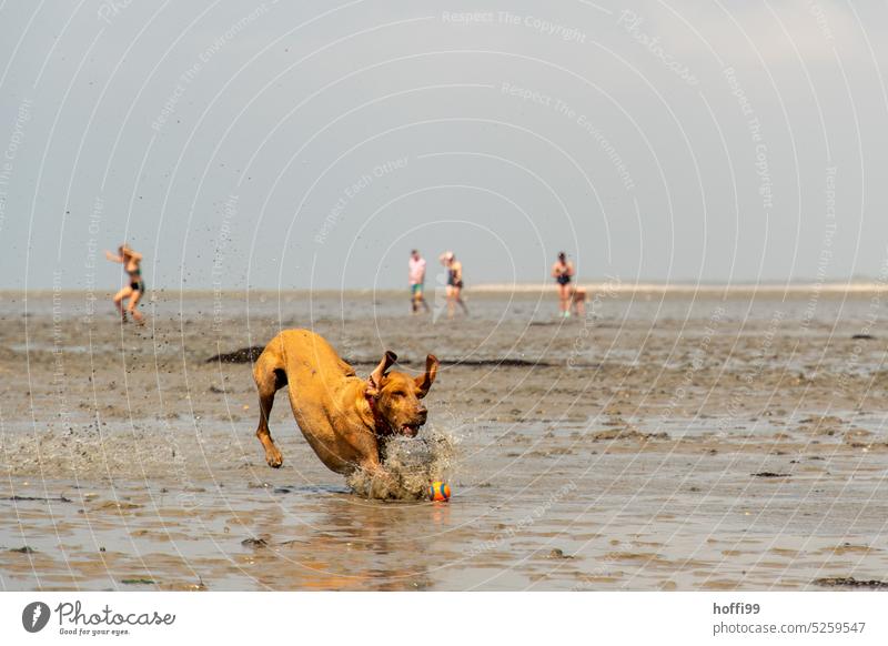 ein Hund spielt Ball im Watt Wattenmeer Wattwanderung Ebbe Nordsee Ebbe und Flut Horizont Gezeiten Spielen Tier Haustier Strand Tierporträt Wasser Beweglichkeit