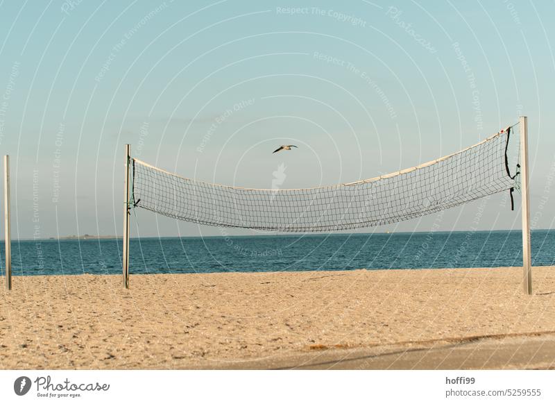 Volleyballnetz mit Möwe am leeren Strand Volleyballfeld Sommer Sommerurlaub Menschenleer Ferien & Urlaub & Reisen Möwenvögel Blauer Himmel sommerlich Sommertag