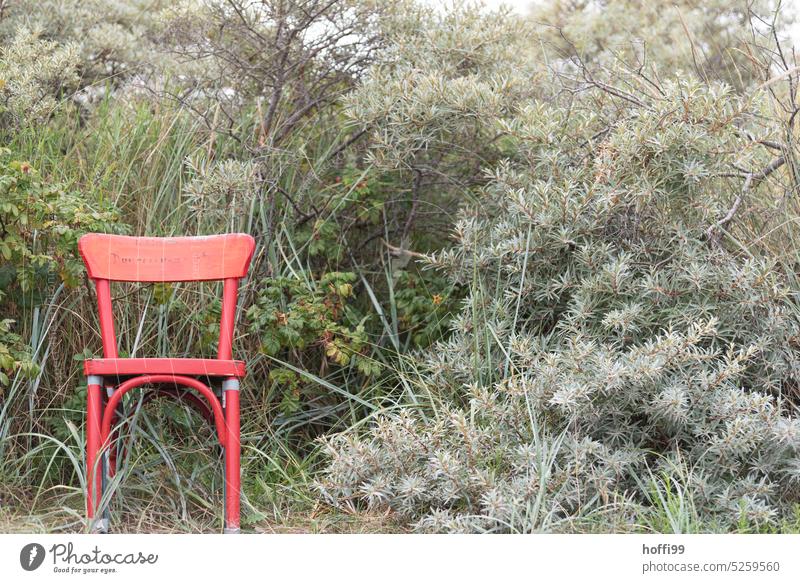 ein roter Stuhl vor einem Dickicht aus Ginster und Sanddorn Roter Stuhl Stühle Sitzgelegenheit dickicht frei Gestrüpp leer absurd abstrakt installation
