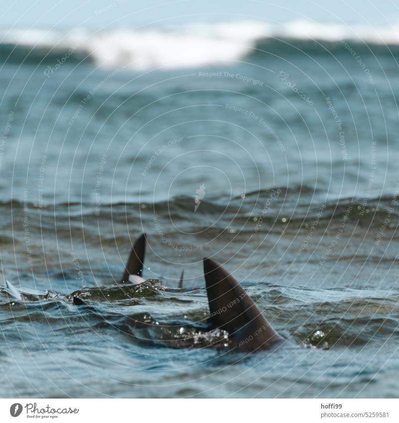 Die Haie tummeln sich im Wasser Haifisch Haiflossen Fisch gefährlich bedrohlich Angst Wellengang Haigruppe Wildtiere Freiheit frei Ozean Atlantik Atlantikküste