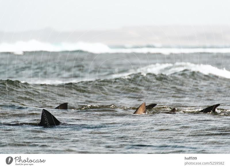 Die Haie tummeln sich im Wasser Haifisch Haiflossen Fisch gefährlich bedrohlich Angst Wellengang Haigruppe Wildtiere Freiheit frei Ozean Atlantik Atlantikküste