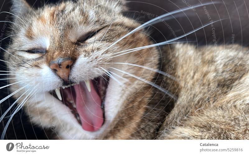 Ausgeschlafen, Katze gähnt ausgiebig Braun Tageslicht Blick Fell niedlich Haustier Tierporträt Hauskatze Feline Säugetier Fauna gähnen Maul Zähne Zunge