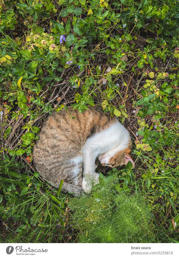 Hohe Winkelansicht einer Katze, die auf dem Feldboden ruht schlafen Tiere Kätzchen ländlich Boden schlafende Katze katzenhaft lustig müde Freund Serviette Fell
