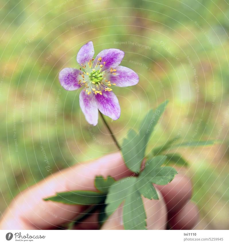 Buschwindröschen Frühling Wildpflanze Windröschen Anemone nemorosa bodenbewachsen Blüte weiß violett lila Blätter fächerartig winterhart