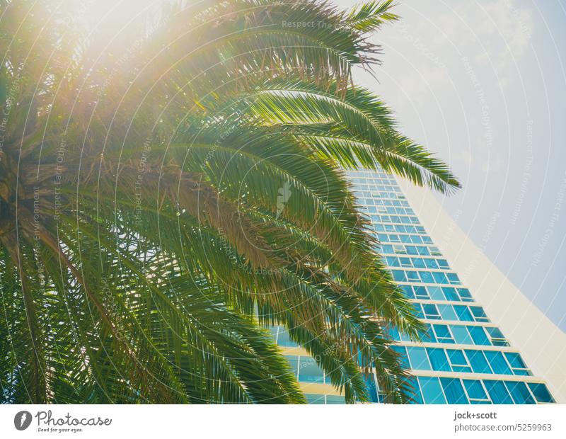 Palmwedel spenden Schatten am heißen sonnigen Tag Palme Pflanze Sonnenlicht Sonnenschein Fassade Sommer Baum exotisch Hochhaus Himmel Natur Schönes Wetter