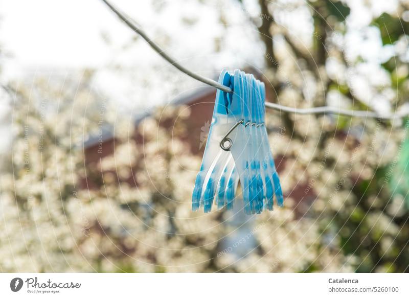 Blaue Wäscheklammern hängen an der Wäscheleine vor blühender Weissdornhecke Natur Hecke Garten Blüten duften Frühling Weiß Tag Tageslicht