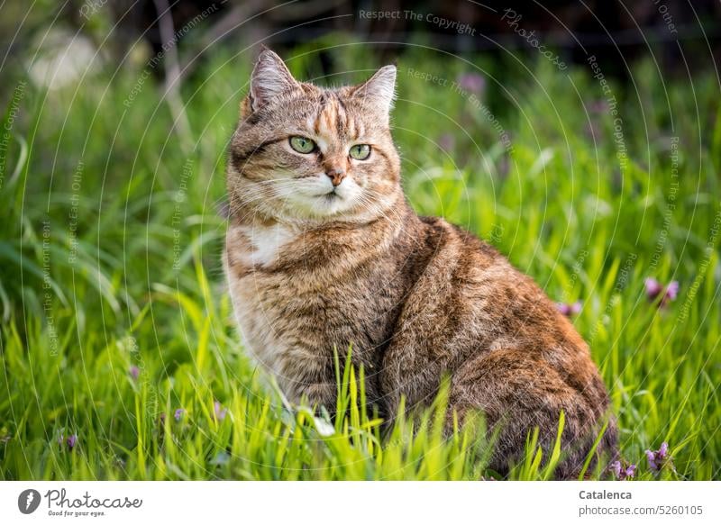 Die Katze auf der Wiese sitzt da und beobachtet wachsam ihre Umgebung Natur Fauna Säugetier Tier Feline Hauskatze Tierporträt Haustier Gras beobachten