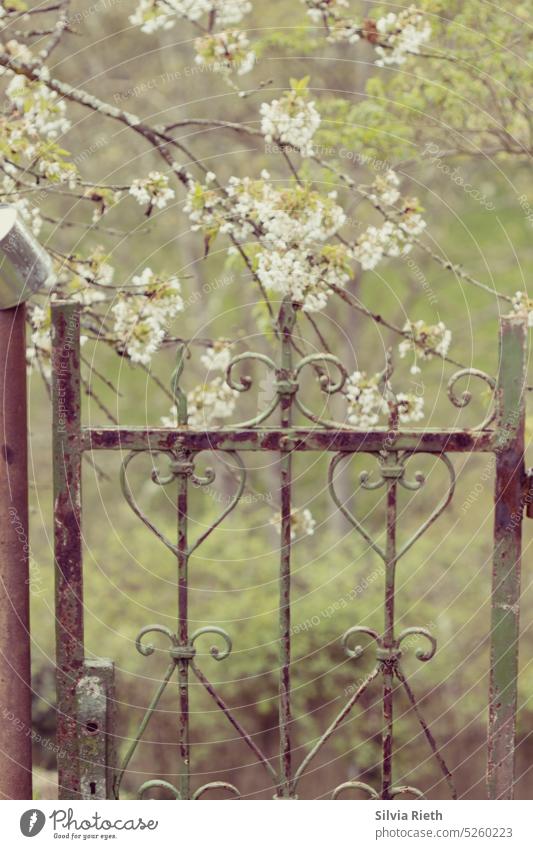 altes rostiges Gartentor - Kirschblüten im Hintergrund Gartenarbeit Natur Pflanze grün Wachstum natürlich Frühling Nahaufnahme Umwelt Außenaufnahme Farbe