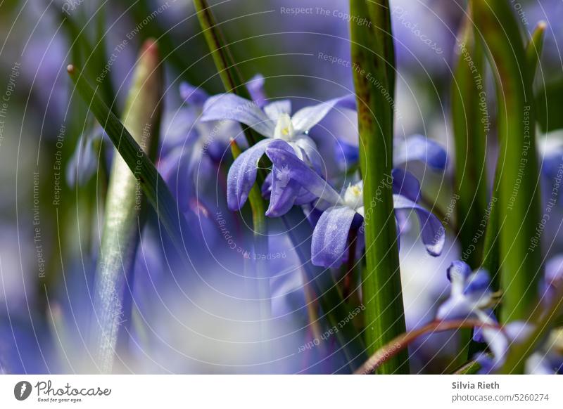 Blausternchen in Nahaufnahme Makroaufnahme blau Natur Blume Pflanze Blüte Frühling Detailaufnahme Farbfoto Schwache Tiefenschärfe Blühend Außenaufnahme Garten