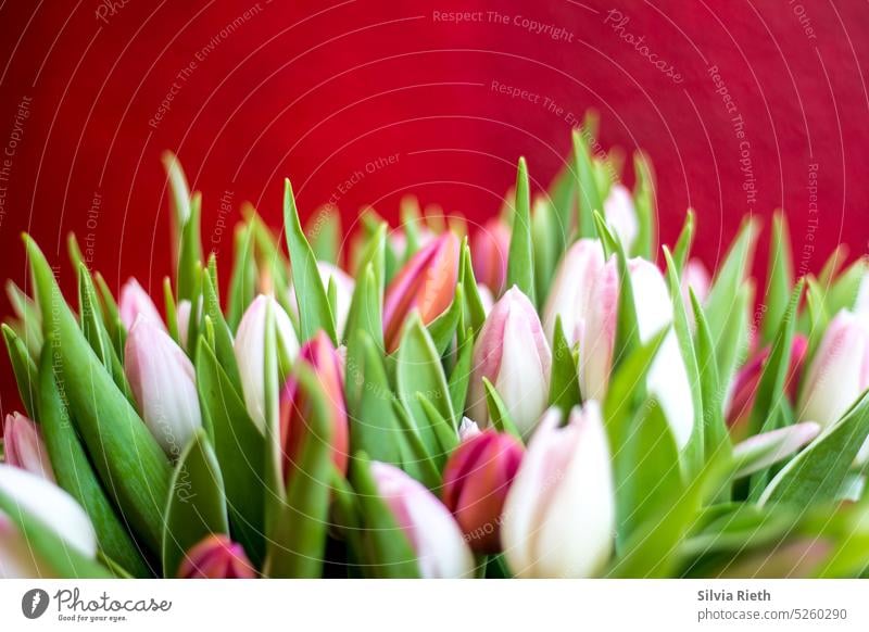 Tulpenstrauß vor rotem Hintergrund Frühling Blumenstrauß Blüte Tulpenblüte Frühlingsgefühle Natur Dekoration & Verzierung Nahaufnahme Innenaufnahme Pflanze