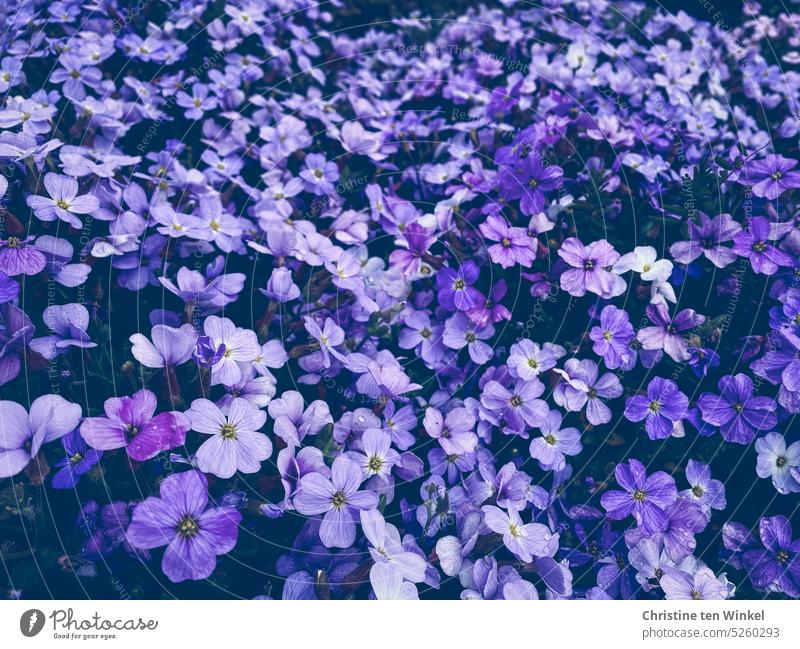 Blaukissen Aubrieta Kreuzblütler Zierpflanze Steingartenpflanze Pflanze Blüten blühend Frühling Natur Garten winterharte Pflanze natürlich schön violett lila