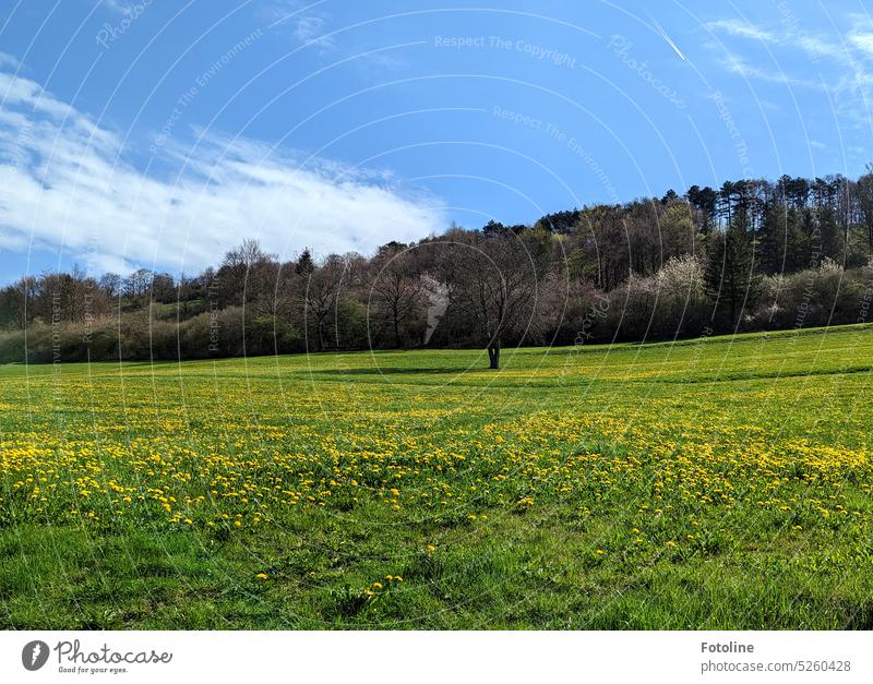 Es ist Frühling. Vor einem Wald ist eine große Wiese, übersät mit tausenden Löwenzahnblüten. Blume Natur grün gelb Pflanze Gras Tag Blütenmeer blühend