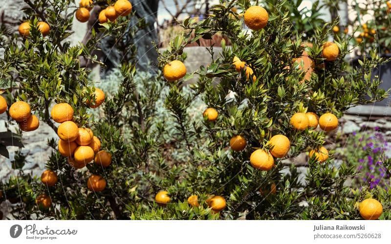 Chinotto Busch im Sonnenlicht bereit zur Ernte Frühling Sommer Plantage agrar anbauen draußen Detailaufnahme Frische Italien Essen natürlich fruchtig organisch