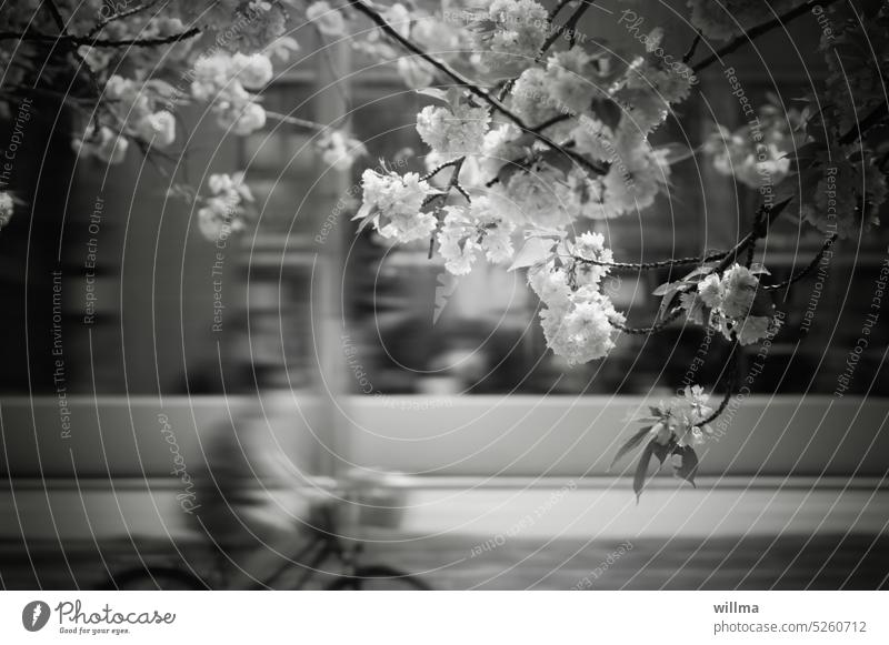 Fahradfahren durch die Stadt im Frühling Japanische Kirsche blühend Kirschblüten Blüten Straße Fahrradfahren Stadtfrühling sw urban Frühlingsblüten Blütenzweige