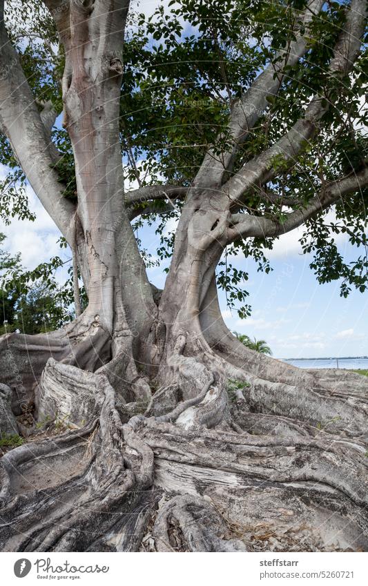 Brauner Wollfeigenbaum Ficus drupacea in Bonita Beach, Florida Feigenbaum brauner wolliger Feigenbaum Flora Natur große Wurzeln Tropischer Baum