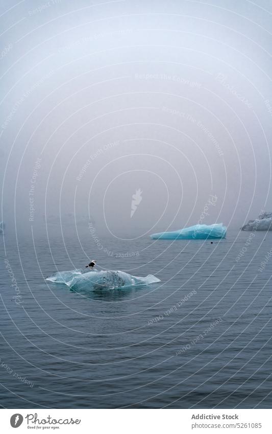 Eisstücke im kalten Wasser des Meeres Eisberg Vogel Möwe Lagune MEER Natur trist Norden Island Europa jokulsarlon Gletscher atemberaubend Ökologie reisen