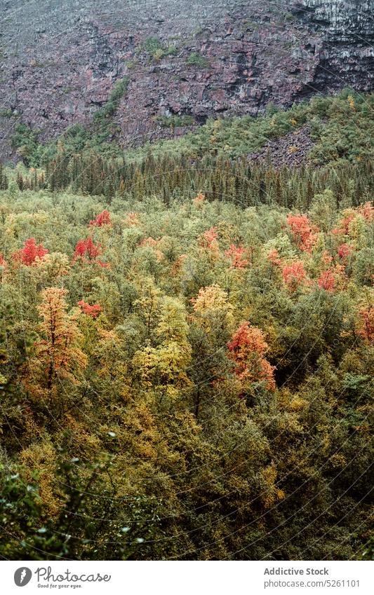 Herbstwald mit bunten Bäumen Wald Baum Natur Berge u. Gebirge Landschaft malerisch Umwelt farbenfroh Island Europa hell fallen Wälder Saison Hochland Laubwerk