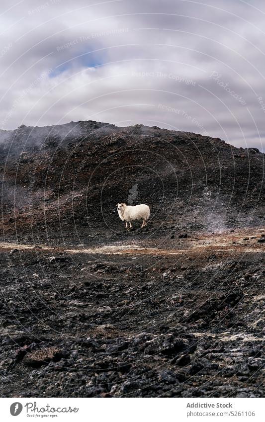 Schafe auf einem trockenen vulkanischen Feld weiden trocknen Landschaft heimisch Natur Tier Island Europa friedlich ländlich wolkig Route Vulkan Viehbestand