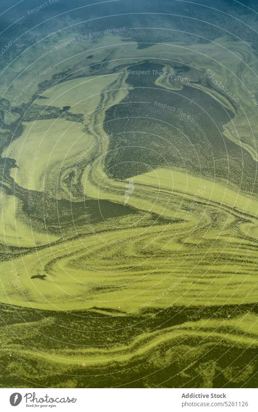 Abstrakter Hintergrund von grünem Wasser mit Wasserlinsen Entengrütze Schwimmer Oberfläche Natur Umwelt See natürlich Landschaft Island Europa Teich ruhig