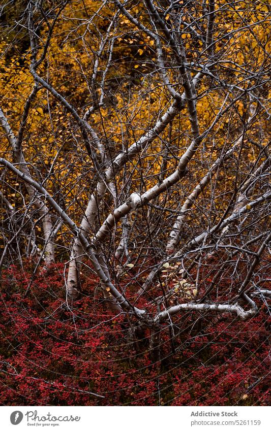 Bunter Herbstwald an einem bedeckten Tag Wald Natur Ast Baum Birke Saison Buchse Umwelt trist Pflanze Wälder fallen laublos Flora Waldgebiet farbenfroh Laubwerk