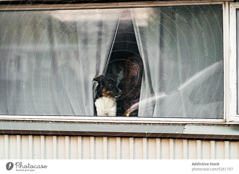 Niedliche Hunde blicken durch das Fenster eines Ferienhauses Haustier Tier bezaubernd züchten Begleiter Reinrassig neugierig Eckzahn Säugetier süß niedlich